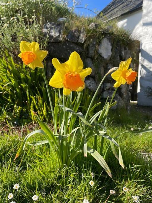 The Hut@Trefechan Wen - Coastal Coziness! Goodwick Εξωτερικό φωτογραφία